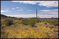 Britlebush (Encelia farinosa) in bloom, saguaro cactus, and mountains. Organ Pipe Cactus  National Monument, Arizona, USA ( color)
