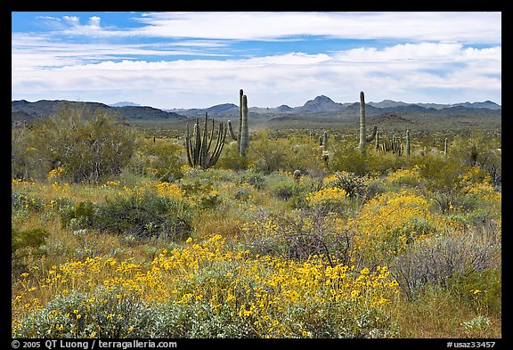 Desert in bloom with britlebush,  saguaro cactus, and mountains. Organ Pipe Cactus  National Monument, Arizona, USA