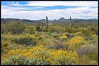 Desert in bloom with britlebush,  saguaro cactus, and mountains. Organ Pipe Cactus  National Monument, Arizona, USA