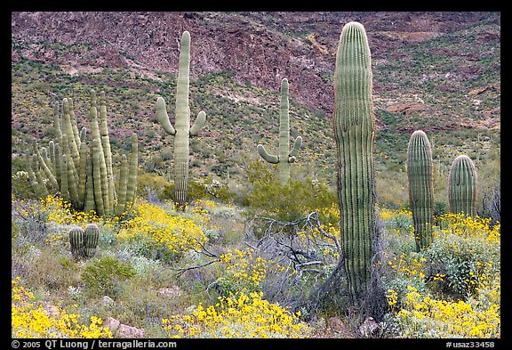 Group of Saguaro cactus amongst flowering brittlebush. Organ Pipe Cactus  National Monument, Arizona, USA