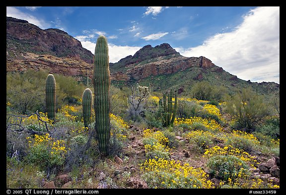 Cactus, field of brittlebush in bloom, and Ajo Mountains. Organ Pipe Cactus  National Monument, Arizona, USA (color)