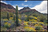Cactus, field of brittlebush in bloom, and Ajo Mountains. Organ Pipe Cactus  National Monument, Arizona, USA (color)