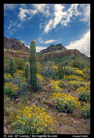 Cactus, field of brittlebush in bloom, and Ajo Mountains. Organ Pipe Cactus  National Monument, Arizona, USA