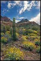 Cactus, field of brittlebush in bloom, and Ajo Mountains. Organ Pipe Cactus  National Monument, Arizona, USA