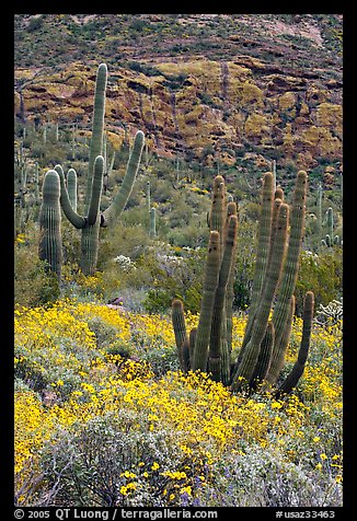 Organ pipe cacti on slope in spring. Organ Pipe Cactus  National Monument, Arizona, USA (color)