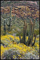 Organ pipe cacti on slope in spring. Organ Pipe Cactus  National Monument, Arizona, USA (color)