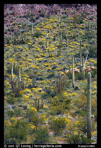 Slope with cactus and brittlebush, Ajo Mountains. Organ Pipe Cactus  National Monument, Arizona, USA (color)