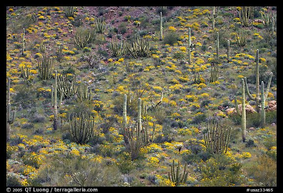 Hillside with cactus and brittlebush in bloom, Ajo Mountains. Organ Pipe Cactus  National Monument, Arizona, USA (color)