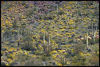 Hillside with cactus and brittlebush in bloom, Ajo Mountains. Organ Pipe Cactus  National Monument, Arizona, USA (color)