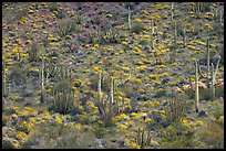 Hillside with cactus and brittlebush in bloom, Ajo Mountains. Organ Pipe Cactus  National Monument, Arizona, USA