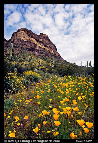 Mexican Poppies, cactus,  and Deablo Mountains. Organ Pipe Cactus  National Monument, Arizona, USA