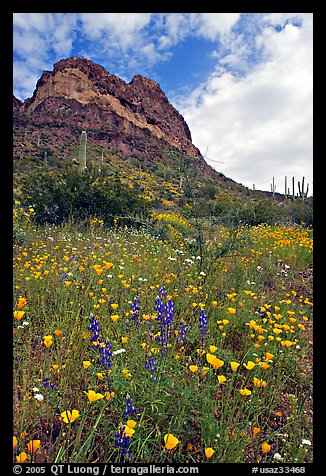 Mexican Poppies, lupine,  and Ajo Mountains. Organ Pipe Cactus  National Monument, Arizona, USA (color)