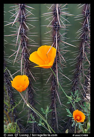 Close-up of Mexican Poppies (Eschscholzia californica subsp. mexicana) and Cactus. Organ Pipe Cactus  National Monument, Arizona, USA (color)