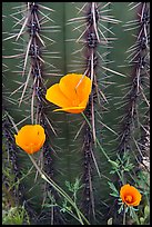 Close-up of Mexican Poppies (Eschscholzia californica subsp. mexicana) and Cactus. Organ Pipe Cactus  National Monument, Arizona, USA (color)