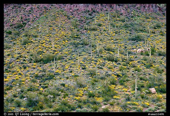 Hillside wih cactus and brittlebush in spring, Ajo Mountains. Organ Pipe Cactus  National Monument, Arizona, USA (color)