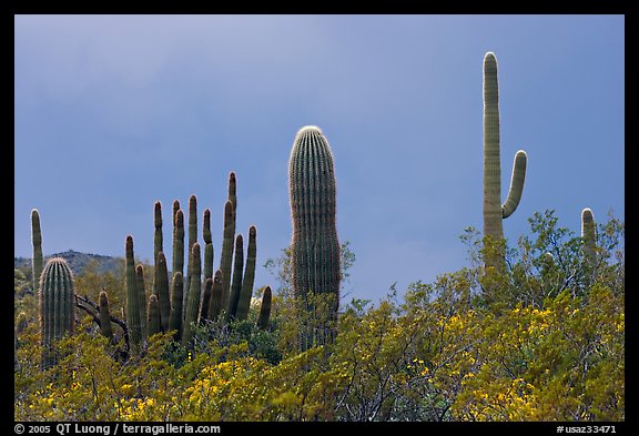Saguaro cactus, approaching storm. Organ Pipe Cactus  National Monument, Arizona, USA (color)