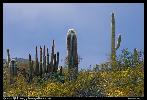 Picture/Photo: Saguaro cactus, approaching storm. Organ Pipe Cactus ...