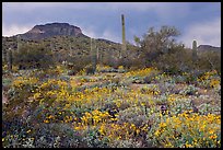 Brittlebush, cactus, storm clouds, and Ajo Mountains. Organ Pipe Cactus  National Monument, Arizona, USA (color)