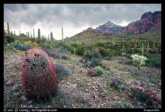 Barrel cactus, Ajo Mountains, and dark clouds. Organ Pipe Cactus  National Monument, Arizona, USA