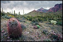 Barrel cactus, Ajo Mountains, and dark clouds. Organ Pipe Cactus  National Monument, Arizona, USA