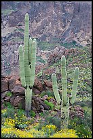 Multi-armed saguaro cactus in spring, Ajo Mountains. Organ Pipe Cactus  National Monument, Arizona, USA