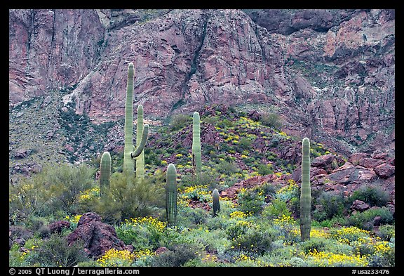 Group of saguaro cactus in spring, Ajo Mountains. Organ Pipe Cactus  National Monument, Arizona, USA