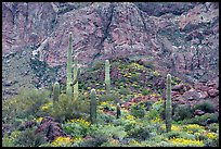 Group of saguaro cactus in spring, Ajo Mountains. Organ Pipe Cactus  National Monument, Arizona, USA