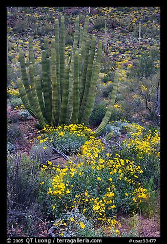 Brittlebush (Encelia farinosa) flowers and organ pipe cactus. Organ Pipe Cactus  National Monument, Arizona, USA (color)
