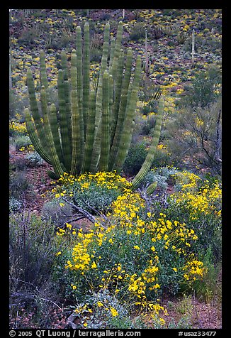 Brittlebush (Encelia farinosa) flowers and organ pipe cactus. Organ Pipe Cactus  National Monument, Arizona, USA