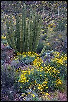 Brittlebush (Encelia farinosa) flowers and organ pipe cactus. Organ Pipe Cactus  National Monument, Arizona, USA (color)