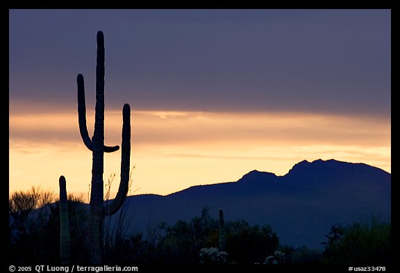 Saguaro cactus silhouetted at sunset. Organ Pipe Cactus  National Monument, Arizona, USA