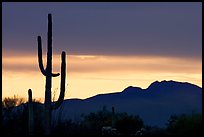 Saguaro cactus silhouetted at sunset. Organ Pipe Cactus  National Monument, Arizona, USA