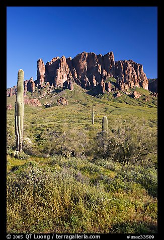 Tall cacti and Superstition Mountains, Lost Dutchman State Park, afternoon. Arizona, USA (color)