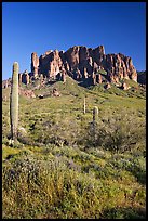 Tall cacti and Superstition Mountains, Lost Dutchman State Park, afternoon. Arizona, USA ( color)