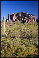 Tall cacti and Superstition Mountains, Lost Dutchman State Park, afternoon. Arizona, USA (color)