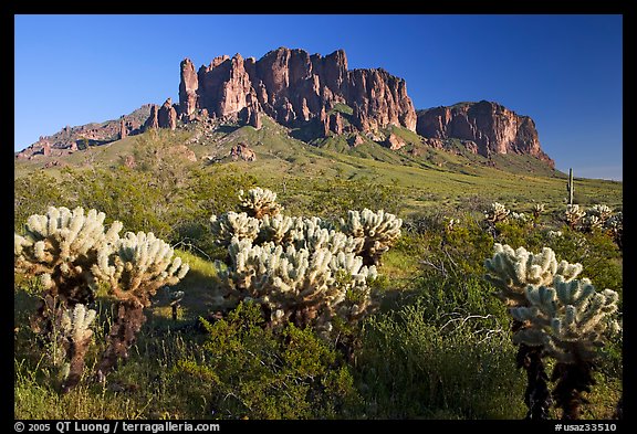 Cholla cacti and Superstition Mountains, Lost Dutchman State Park, afternoon. Arizona, USA