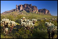 Cholla cacti and Superstition Mountains, Lost Dutchman State Park, afternoon. Arizona, USA
