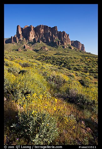 Brittlebush (Encelia farinosa) and craggy mountains, Lost Dutchman State Park, late afternoon. Arizona, USA