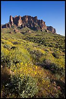 Brittlebush (Encelia farinosa) and craggy mountains, Lost Dutchman State Park, late afternoon. Arizona, USA