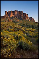 Craggy Superstition Mountains and wildflowers, Lost Dutchman State Park, sunset. Arizona, USA