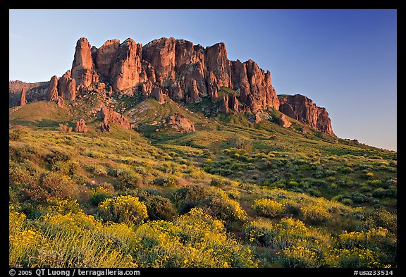 Wildflowers and  Superstition Mountains, Lost Dutchman State Park, sunset. Arizona, USA