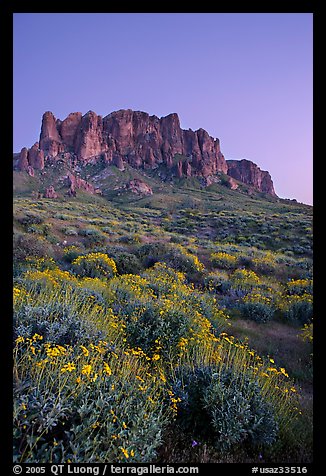 Superstition Mountains and brittlebush, Lost Dutchman State Park, dusk. Arizona, USA (color)