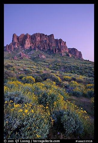 Superstition Mountains and brittlebush, Lost Dutchman State Park, dusk. Arizona, USA