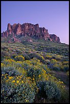 Superstition Mountains and brittlebush, Lost Dutchman State Park, dusk. Arizona, USA (color)