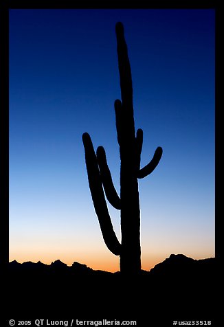 Saguaro cactus silhoueted at sunset, Lost Dutchman State Park. Arizona, USA