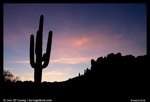 Saguaro cactus and Superstition Mountains silhoueted at sunrise, Lost Dutchman State Park. Arizona, USA