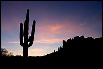 Saguaro cactus and Superstition Mountains silhoueted at sunrise, Lost Dutchman State Park. Arizona, USA