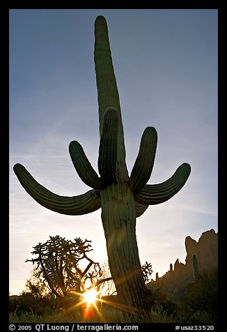 Sun and Saguaro cactus,  sunrise, Lost Dutchman State Park. Arizona, USA