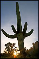 Sun and Saguaro cactus,  sunrise, Lost Dutchman State Park. Arizona, USA (color)