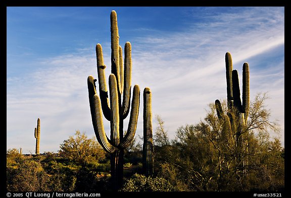 Old saguaro cacti, Lost Dutchman State Park. Arizona, USA (color)